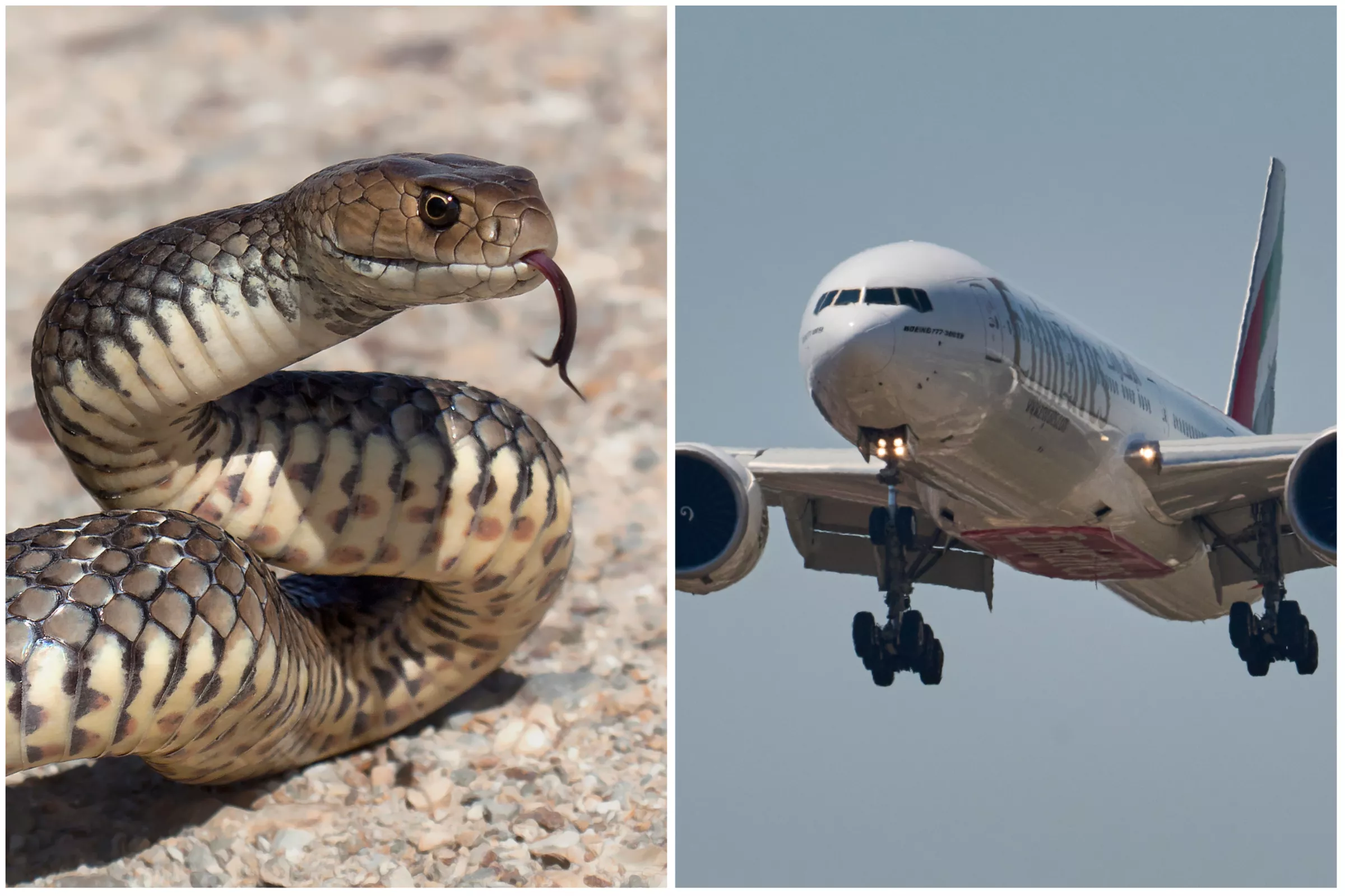 Snake Sneaks on Plane Causing Huge Delays at Major Airport - Newsweek