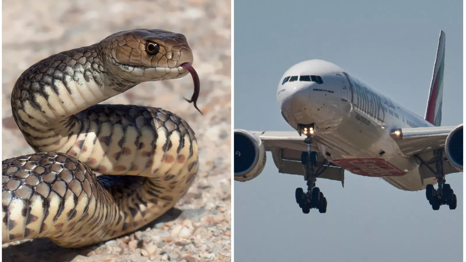 Snake Sneaks on Plane Causing Huge Delays at Major Airport - Newsweek