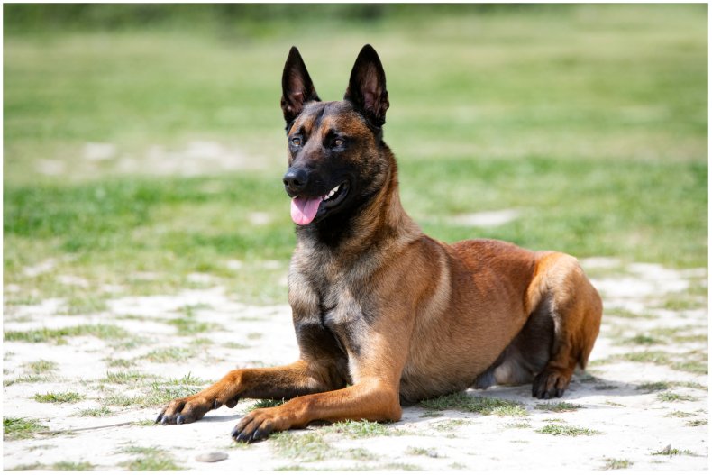 Fotografía de Stock de un Malinois belga