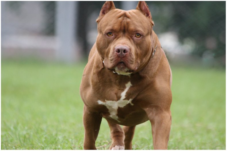 A stock image of a pit bull