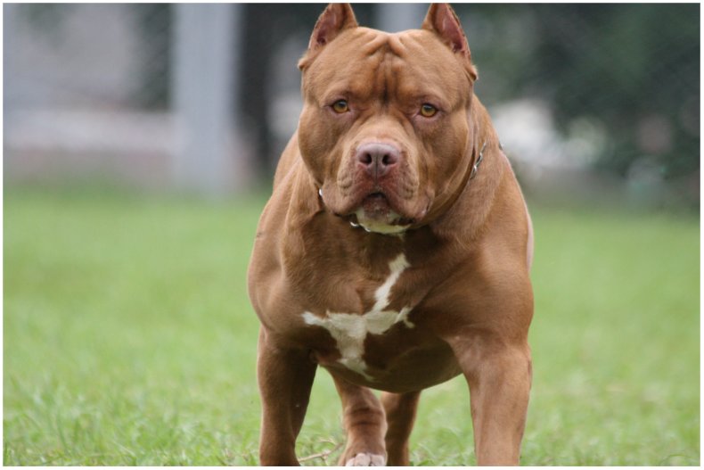 Fotografía de Stock de un pit bull