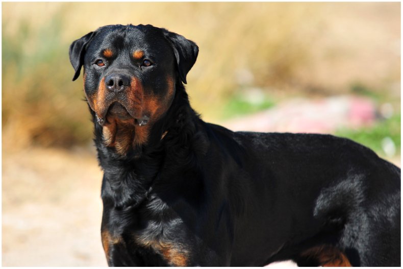 A stock image of a Rottweiler