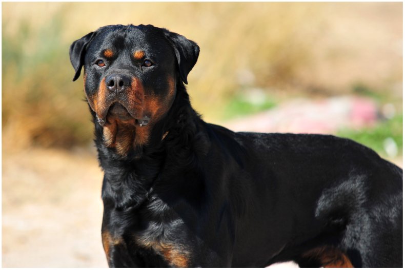 Fotografía de Stock de un Rottweiler