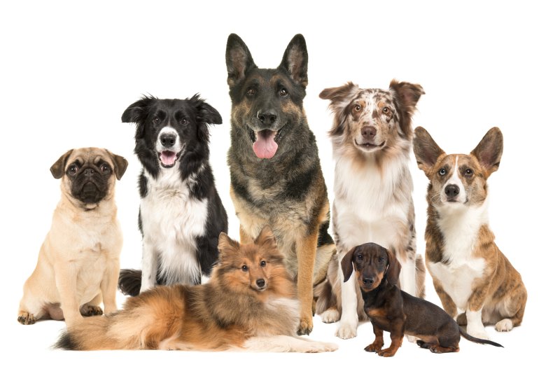 Imagen de archivo de varias razas de perros