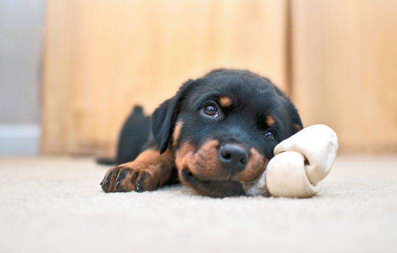 Rottweiler puppy lying down on a bone