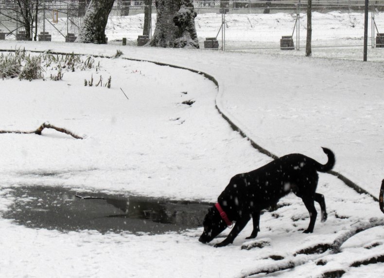 dog falling into frozen pond melts hearts