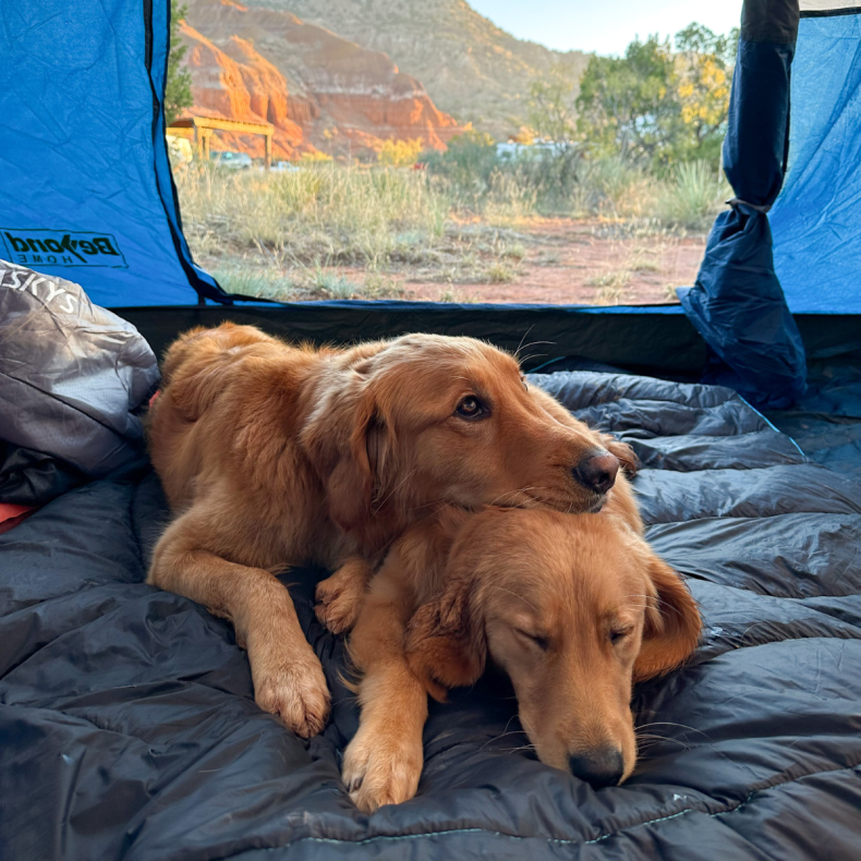 Golden Retrievers Winnie and Scarlett Camping