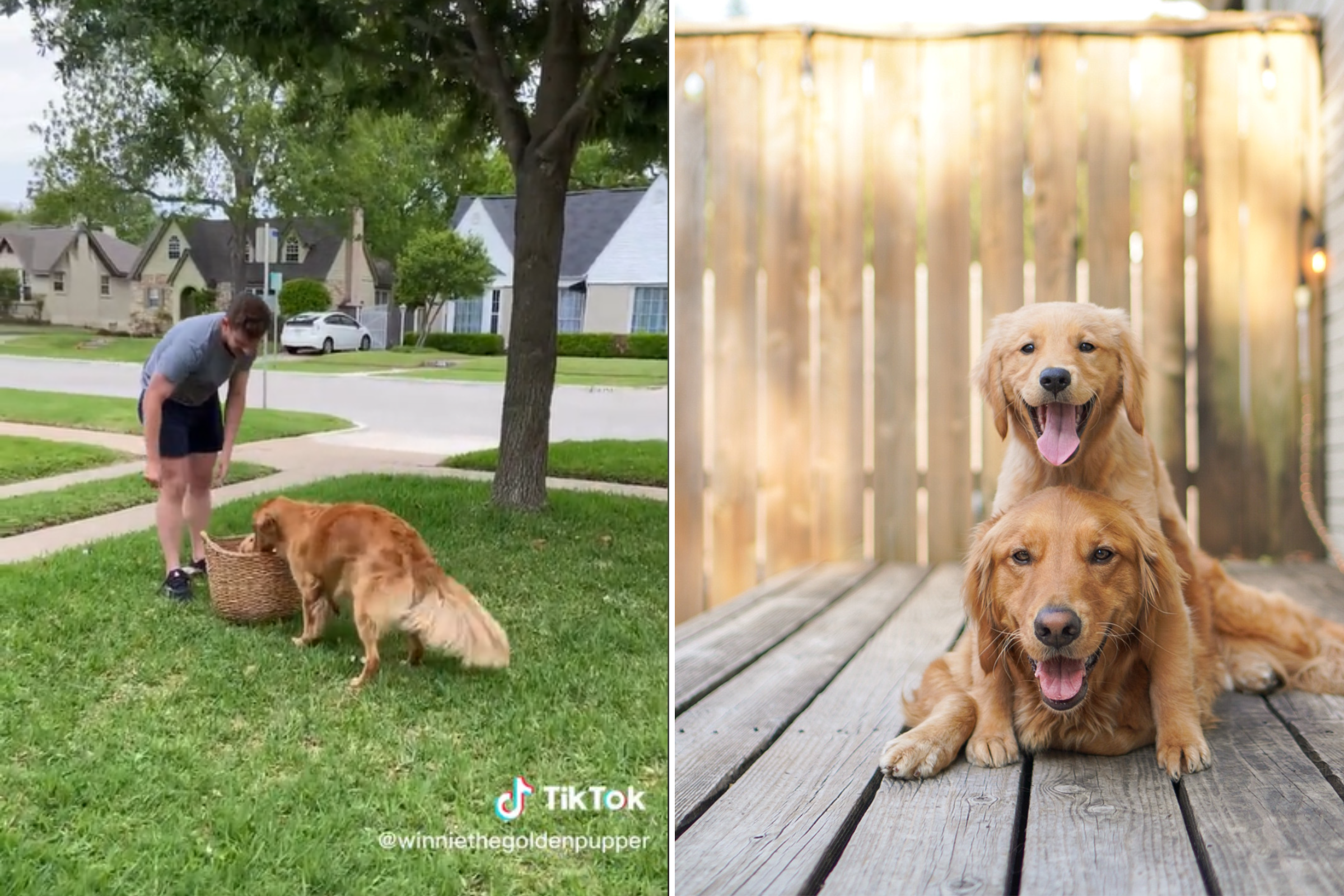 'Lonely' Golden Retriever's Reaction To Meeting New Puppy Melts Hearts