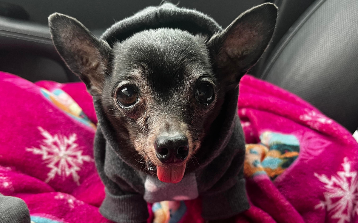 Rescue 2024 teacup chihuahua