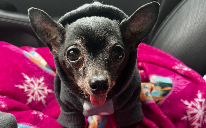 Lord Herald the adoptable rescue chihuahua.