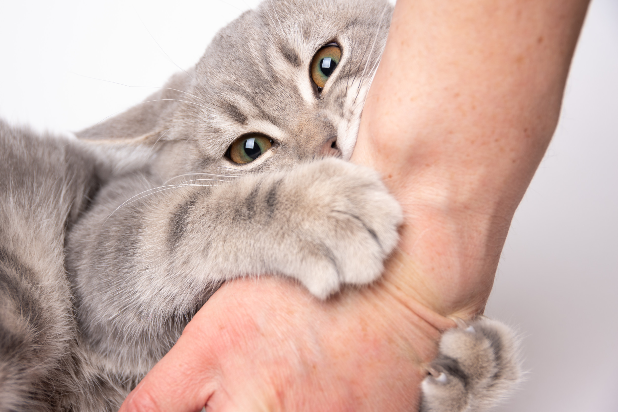 How to stop a shop kitten from scratching and biting