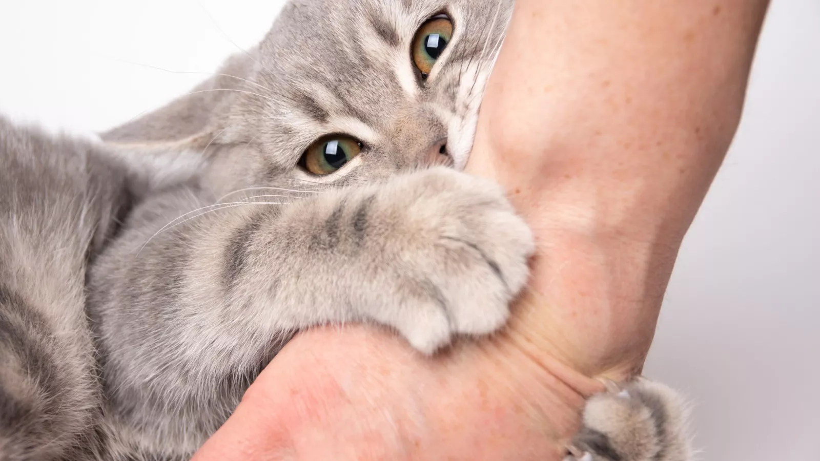 How to get my cat to stop biting and scratching me clearance