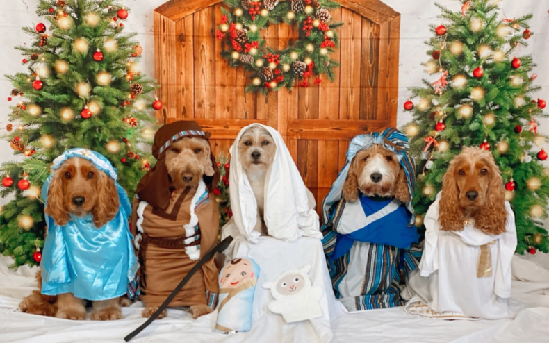 The paw-fect dog Christmas nativity scene.