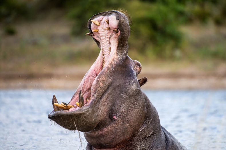 Hippopotamus with an open mouth