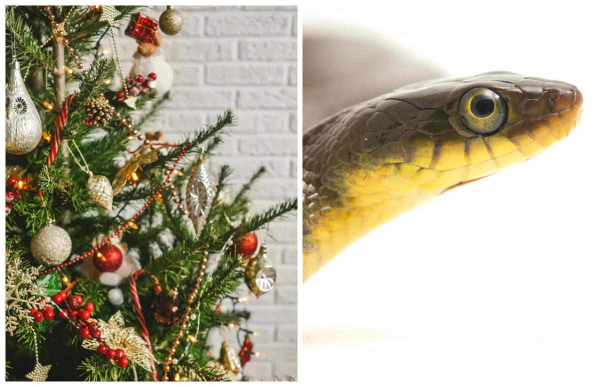 Snake Found Hiding Under Christmas Tree Among Presents - Vimarsana News