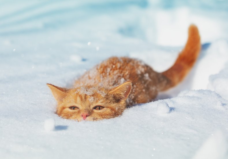 Cat playing in the snow melts hearts