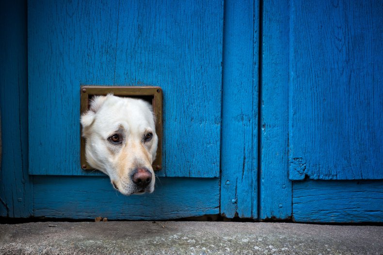 Dog with head through a door. 