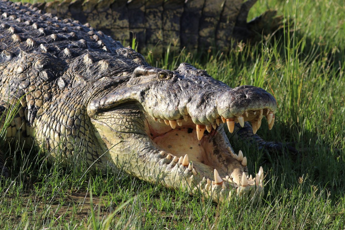 crocodile mouth open
