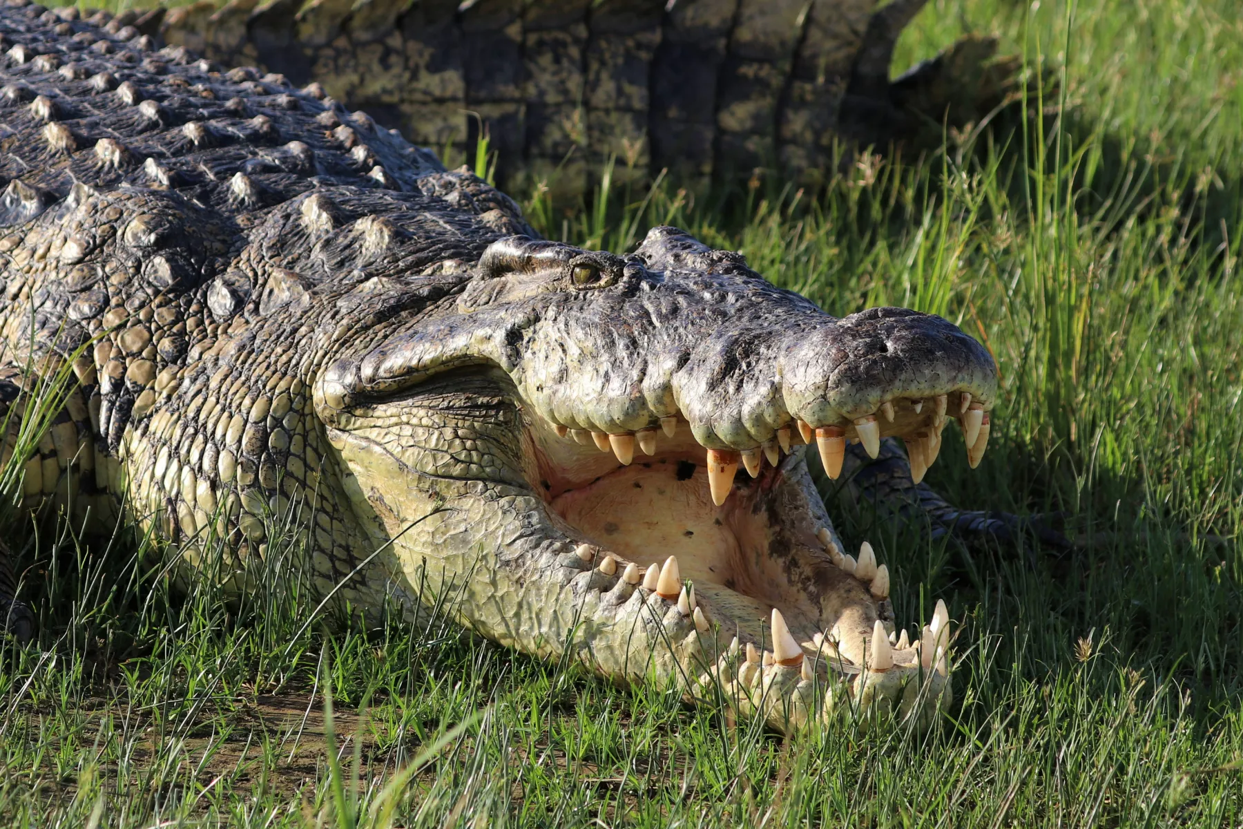 Girl, 9, Dragged into River by Crocodile Survives by Hitting It in Face - Vimarsana News