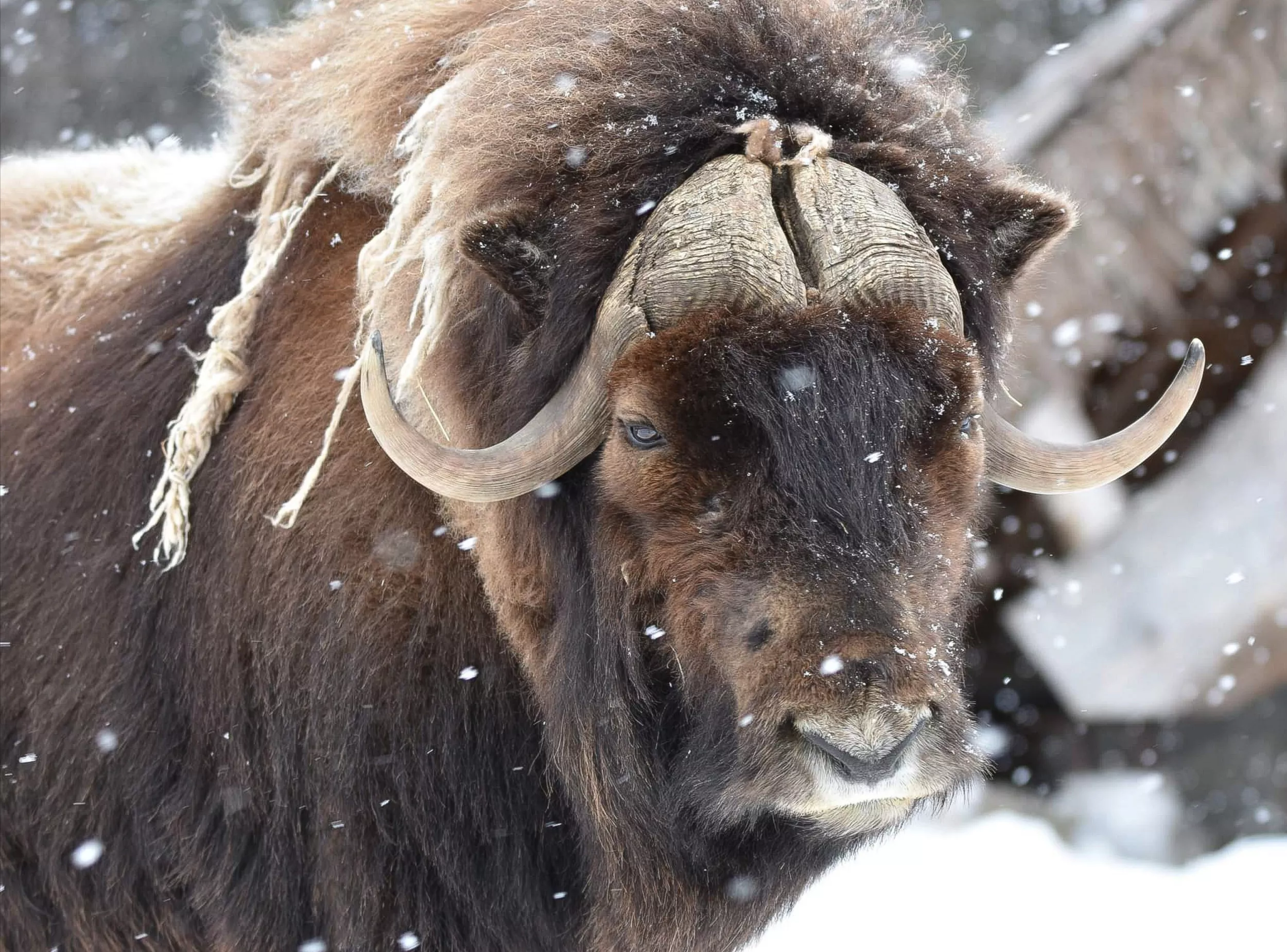 Musk Ox Kills Alaska State Trooper Protecting His Dogs - Vimarsana News