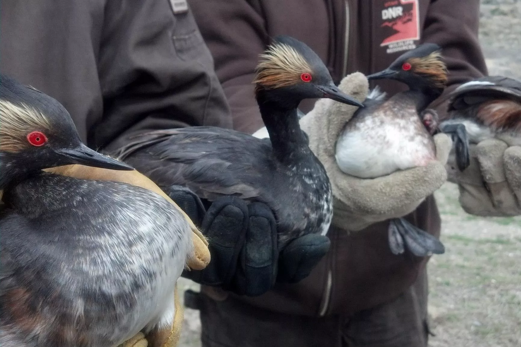Freezing Utah Storm Makes Baffled Birds Kill Themselves - Vimarsana News