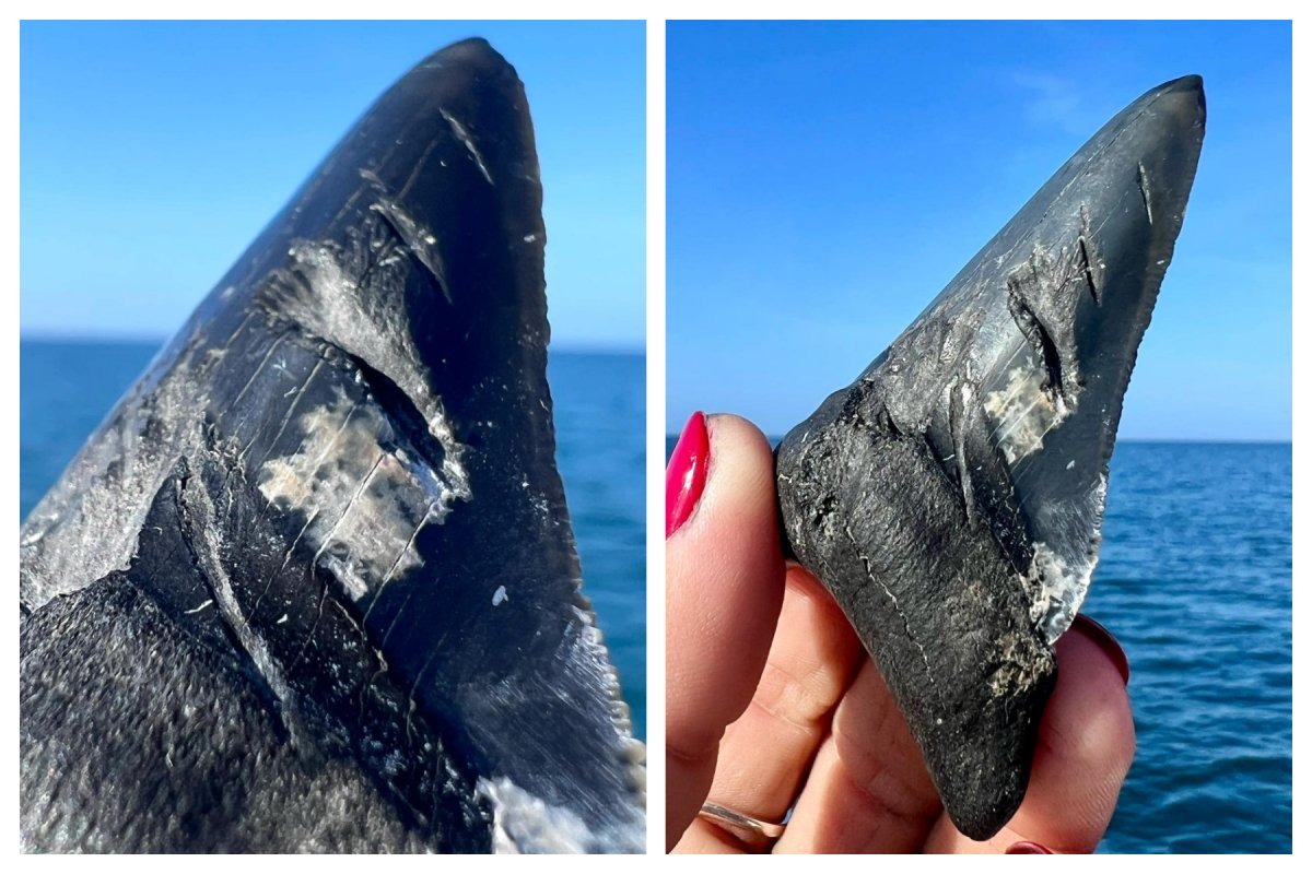 Megalodon Tooth Covered in Bite Marks Discovered Off Florida Coast