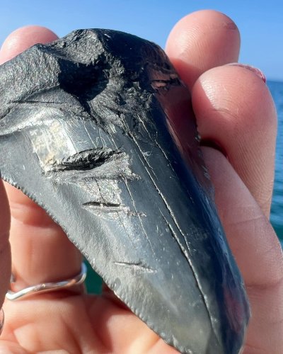 gigi megalodon gigi megalodon