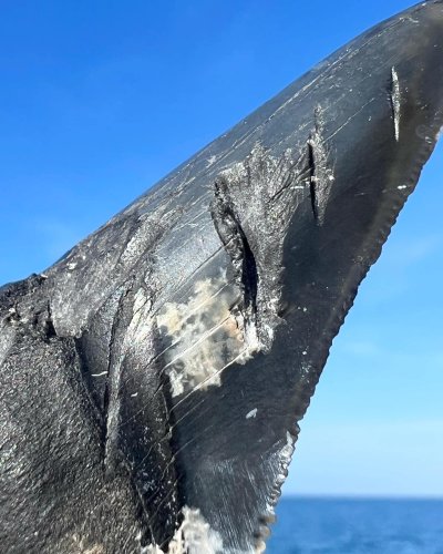 gigi megalodon gigi megalodon