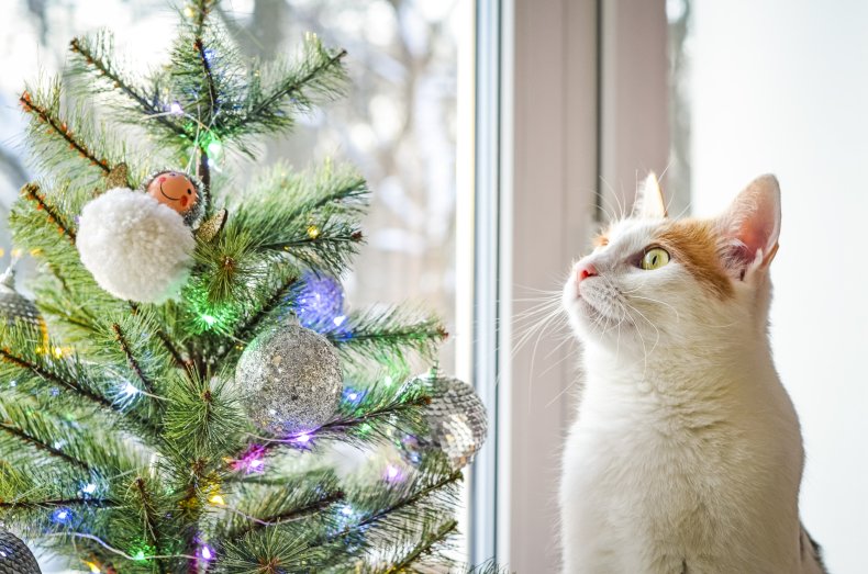 cat caught napping after messing Christmas tree