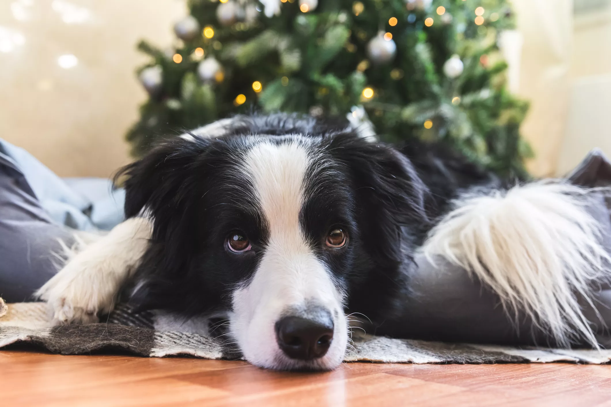 Border Collie's Reaction to Being on Santa's 'Naughty List' Melts Hearts - Vimarsana News