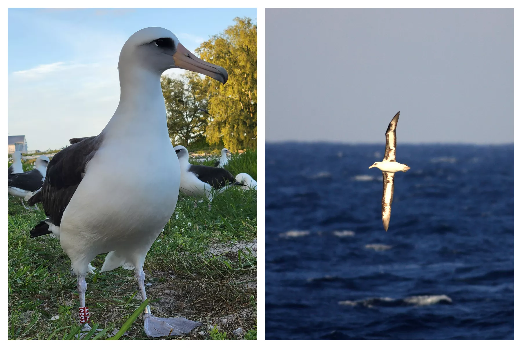 World's Oldest Known Bird Has Lost Her Mate of 60 Years - Vimarsana News