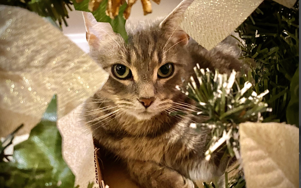 'Grinch' Cat Keeps Ripping Down Christmas Decorations in Hilarious ...