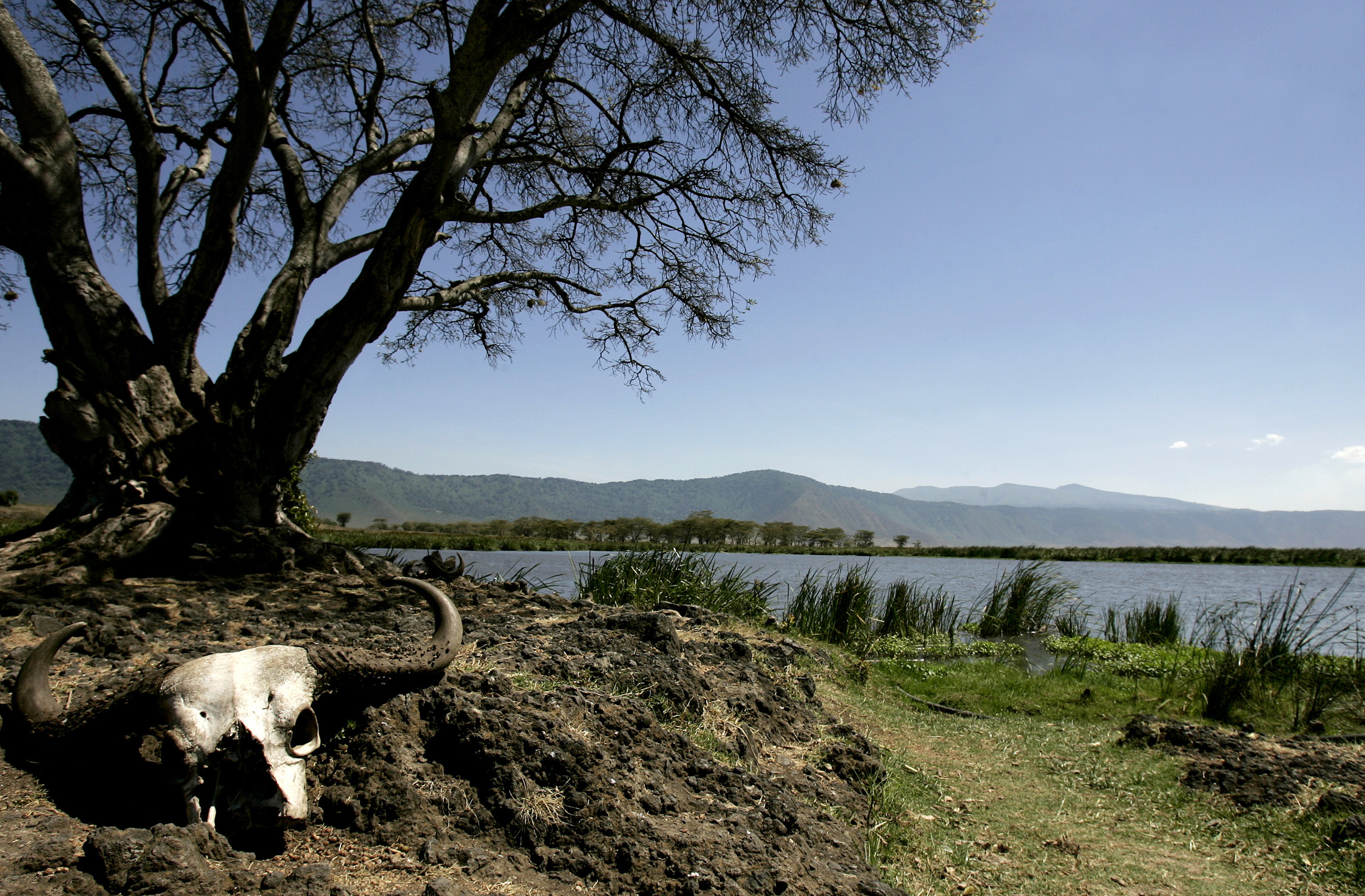 Witness The Exquisite Biodiversity At Coppename Manding National Park