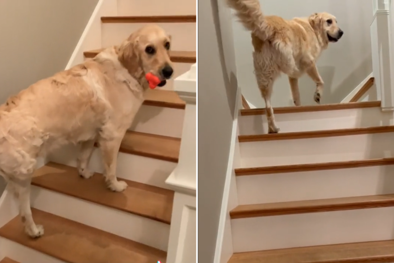 Daisy the Golden Pyranees Conquering the Stairs