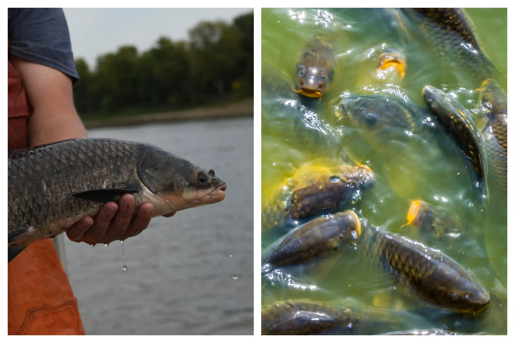 Invasive Black Carp Now 'Sustaining on Their Own' in the Mississippi River - Vimarsana News