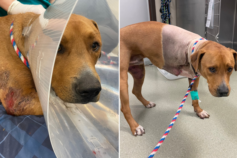 Dog has leg amputated after attack