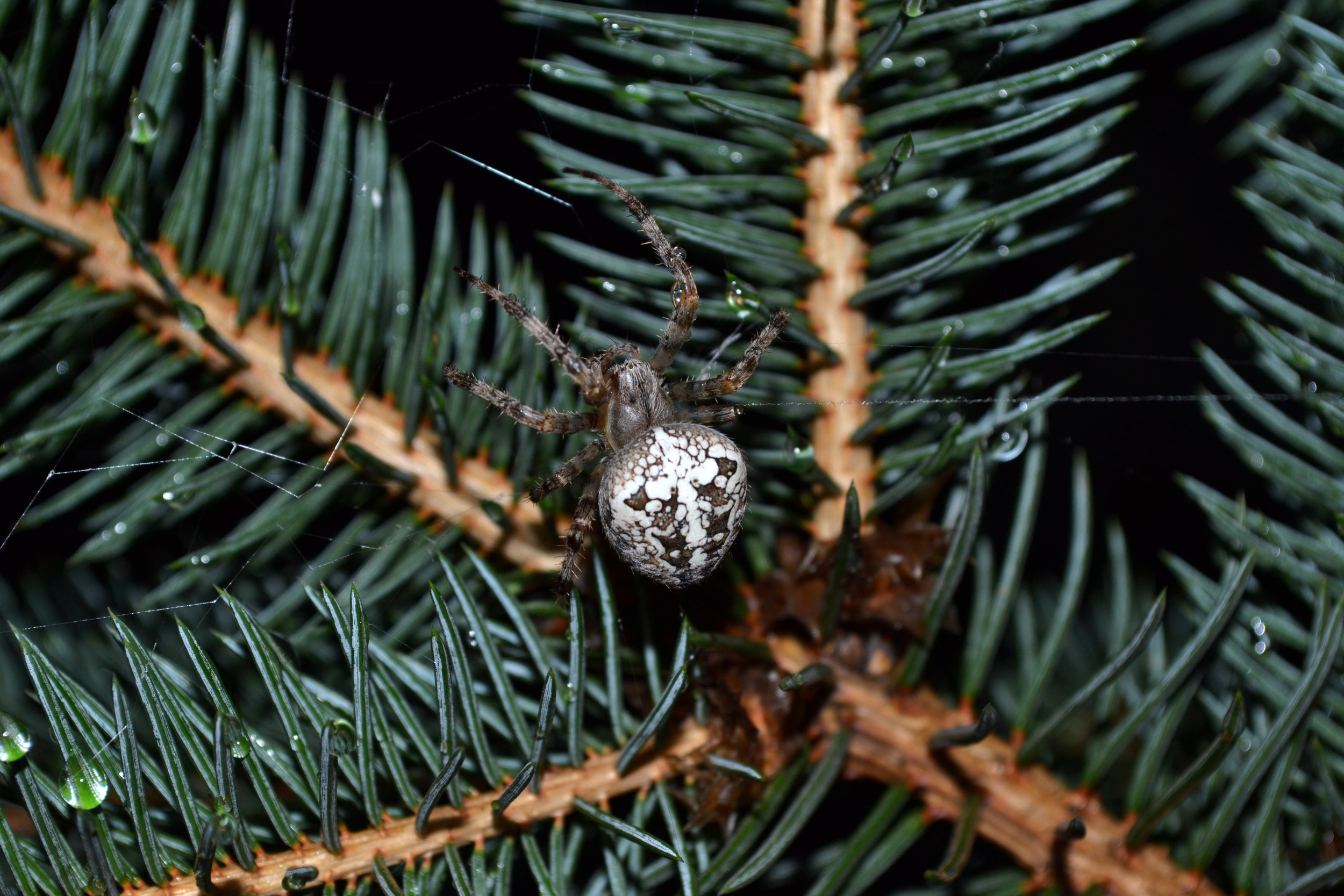 World's Most Unique Christmas Traditions, From Dolphin Sleighs To Sand Men
