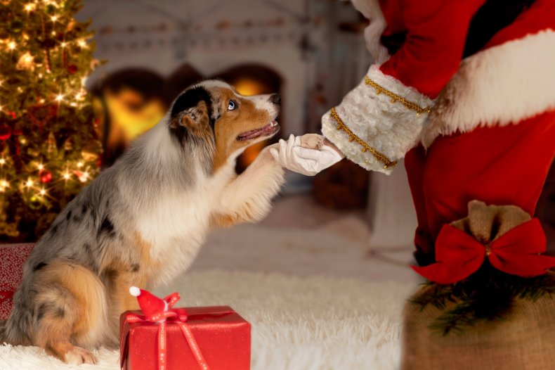 Dog with paw held by Santa. 