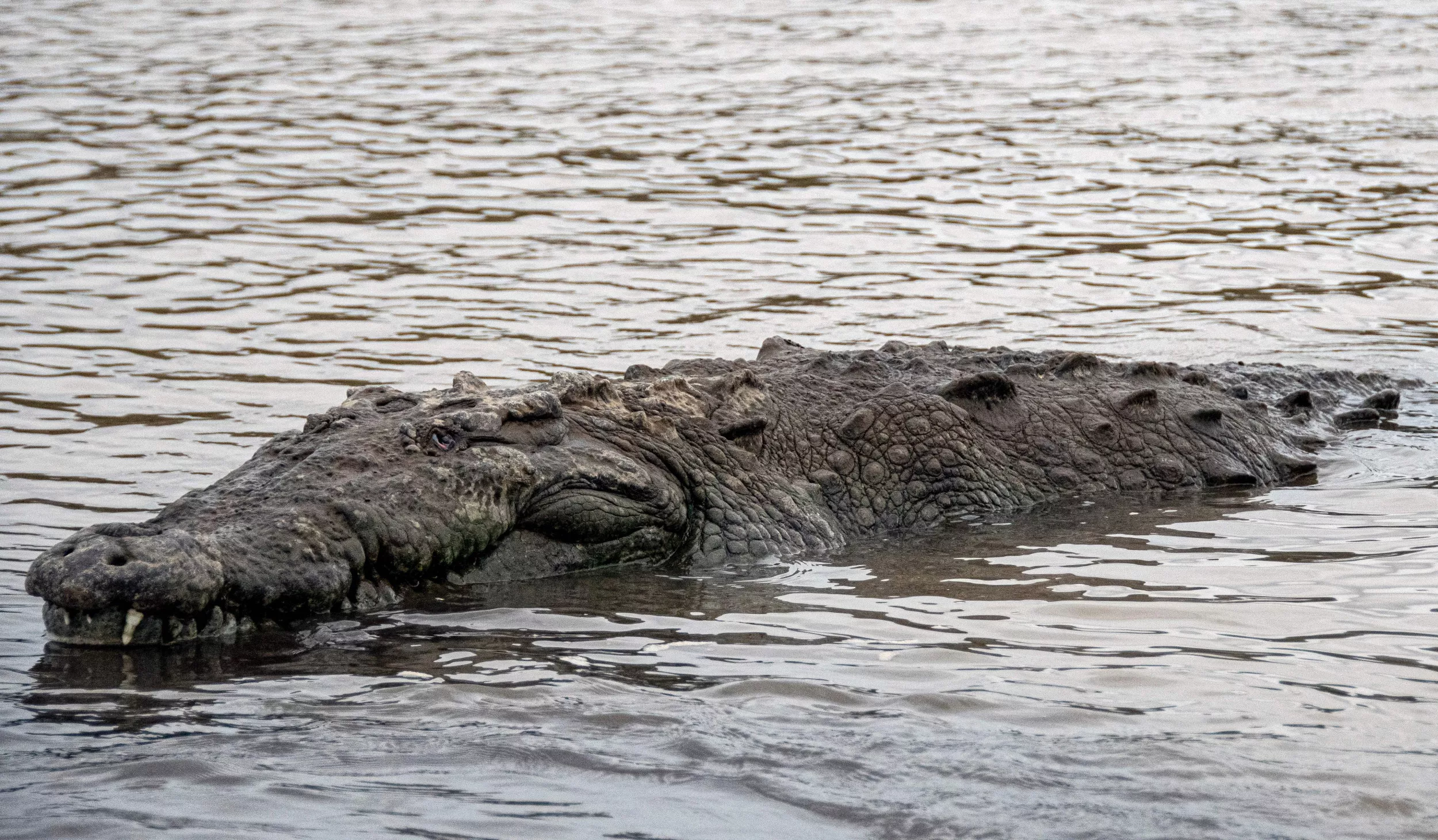 Large Crocodile Takes Family's Pet Labrador In 'One Bite' - Vimarsana News