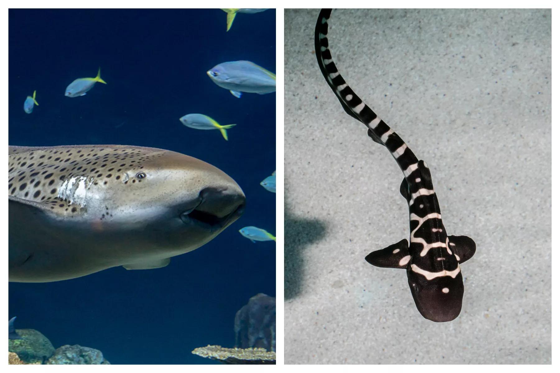 Hail Mary: Chicago Shark has Virgin Birth - Vimarsana News