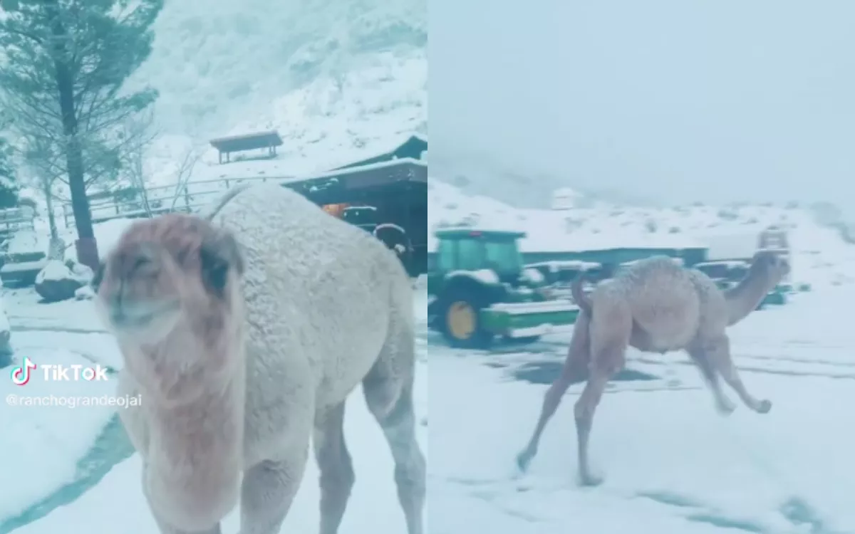 Camel Jumping for Joy After Seeing Snow for the First Time Wins Internet - Vimarsana News