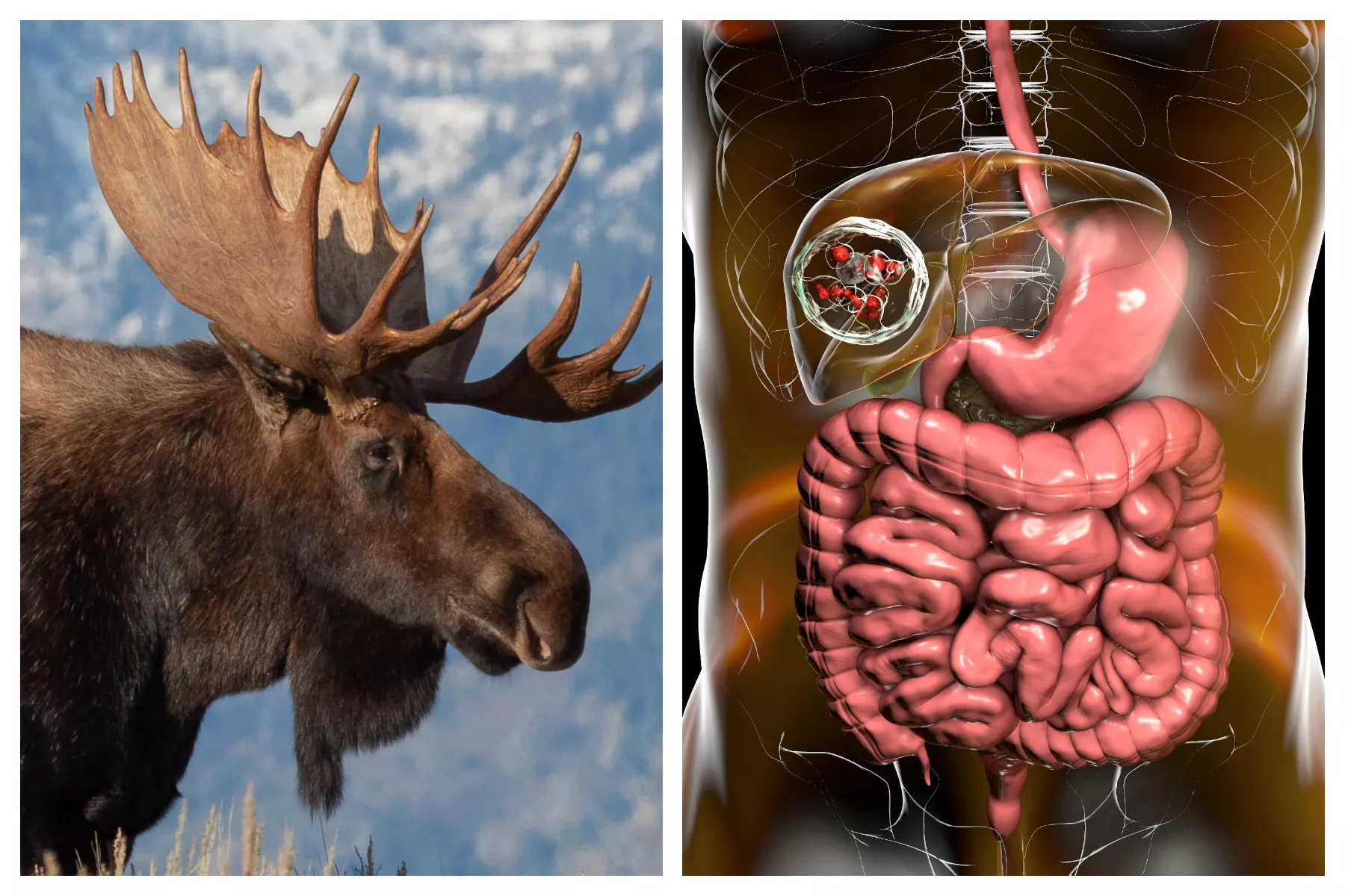 Hunters Sick With Rare Parasitic Tapeworm After Butchering Moose With Dogs - Vimarsana News