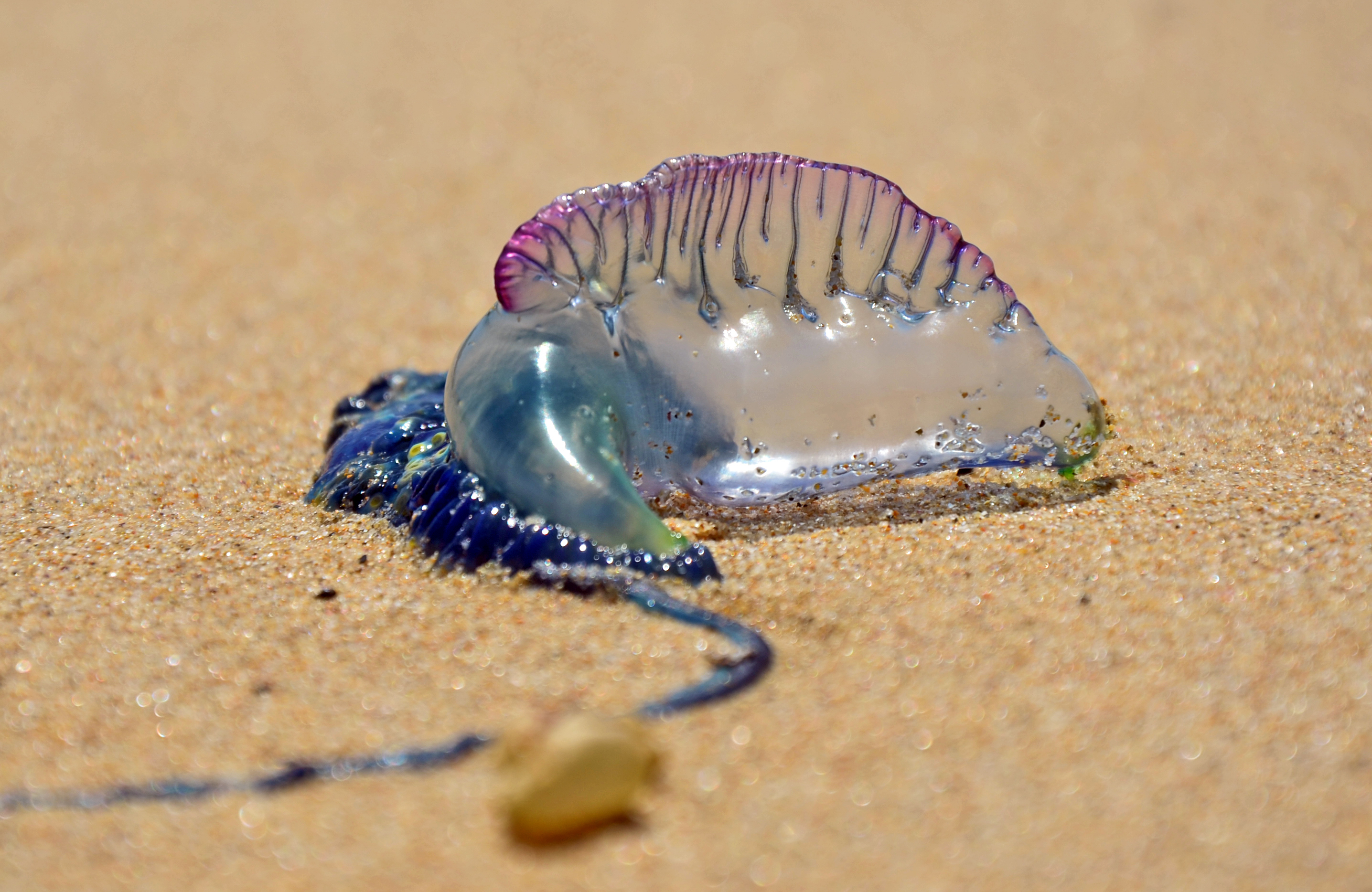 Deadly Jellyfish-Like Creatures Wash Up on South Carolina Beach