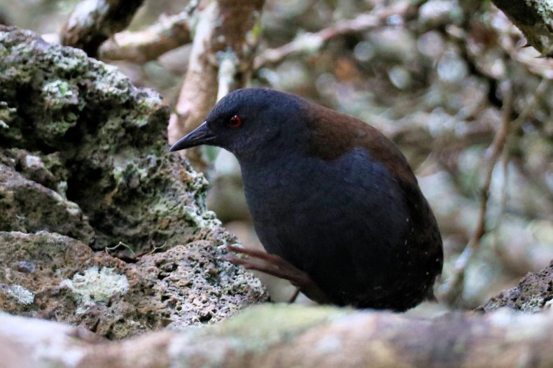 Seekor burung rel Galápagos
