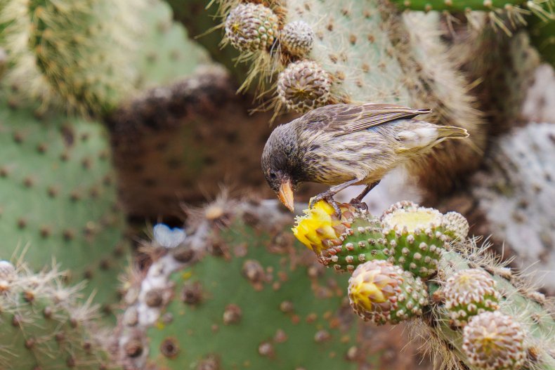 Burung kutilang kaktus di Pulau Pinzón, Galápagos