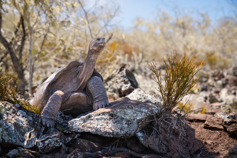 Kura-kura raksasa di Pulau Pinzón, Galápagos