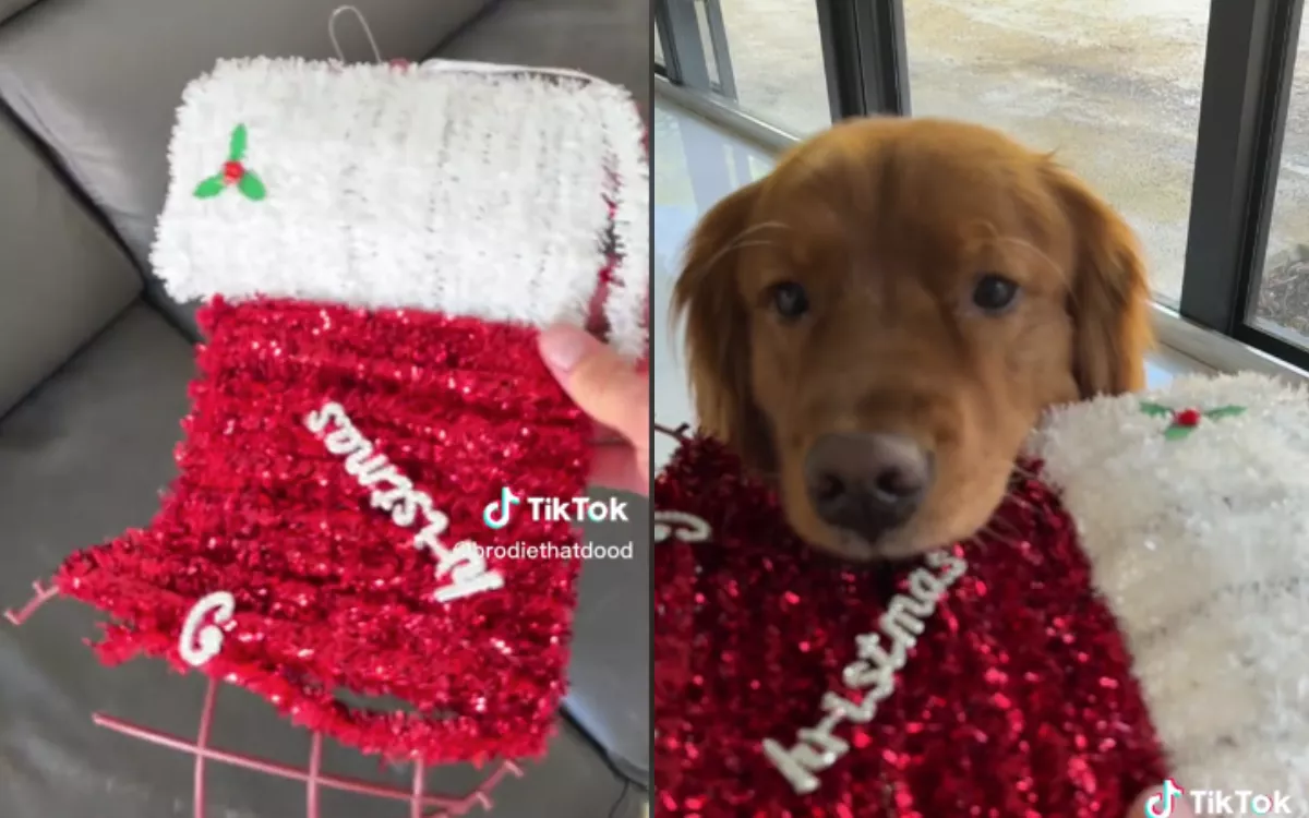 Golden Retriever Caught Looking Guilty After Christmas Decorations