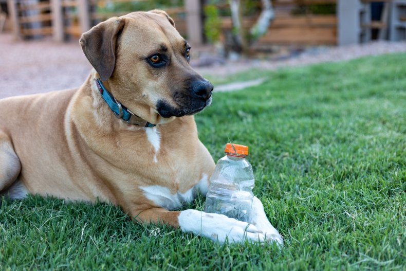 dog brining owner water delights internet