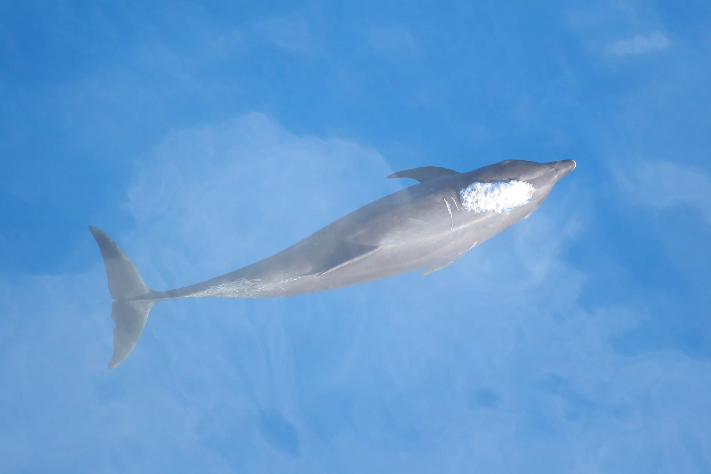 A New Type of Dolphin Has Evolved in the Pacific Ocean - Vimarsana News