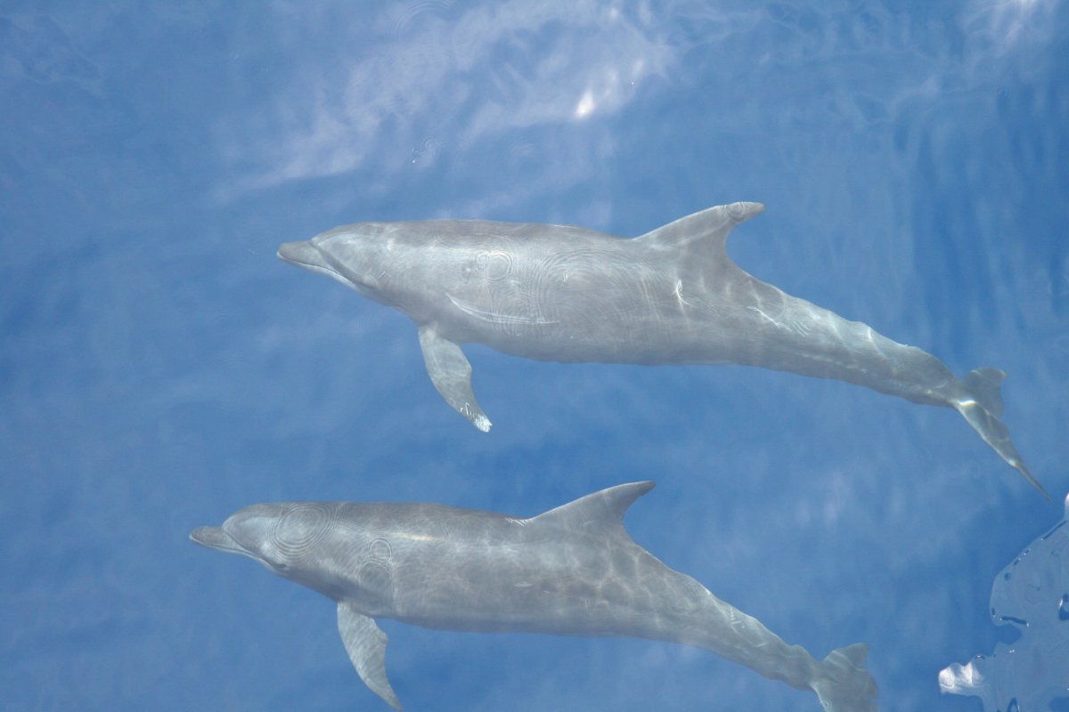 A pair of ETP common bottlenose dolphins